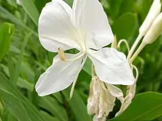 向島百花園（東京都）1