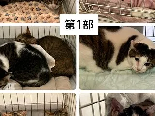 保護猫譲渡会のご報告 ～ 10月4日（日…