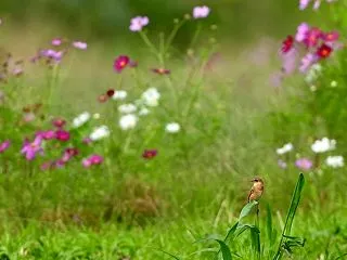 コスモスを背景に草どまりノビタキ
