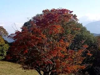 【2026池田町紅葉情報】 大峰高原 七…