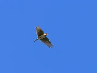 綺麗な秋の青空 雲雀の高鳴き❣️