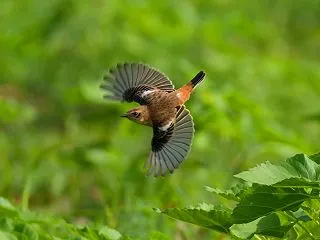 ひまわり畑で採餌に励む！ノビタキ
