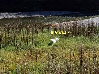 桐生川で遊んだよ