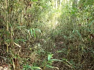 烏山 高館城（森田地区）