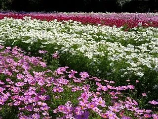 馬見丘陵公園のコスモス