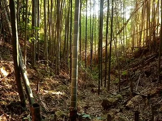 烏山 上川井城