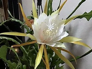今年１２回目のフィッシュボーンカクタスの…