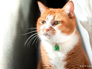 揺れなくてよかったにゃ