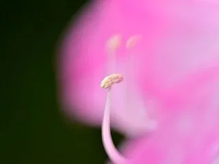 もっちりとしたパニーニ（てりやき）