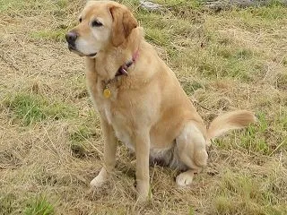 超大型犬、傷心