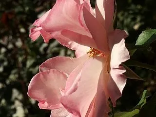 秋のバラ３ 