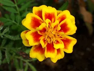 「かつしか小松菜」「雪白体菜」植え替え！…