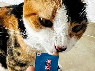 ちゅーるのお時間です♪