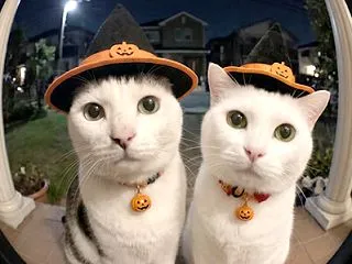 Geminiと一緒にハロウィン気分(アレ…
