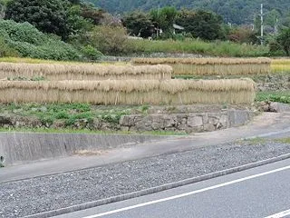 ハゼ干し