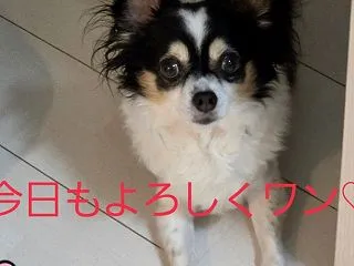 AI には…なれません。・゜・(ノД`)…