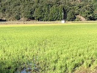 「孫生え（ひこばえ）」の刈り取り作業