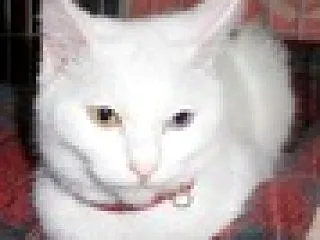 動脈瘤再考