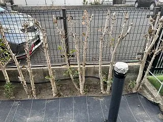 樹木の剪定が面倒になった
