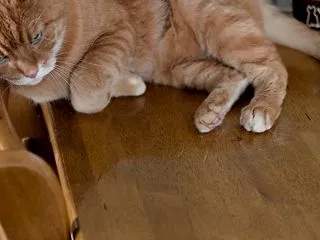 テーブルの上は、わたしの特等席