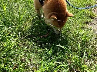 これこそ秋！、だよ