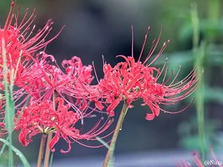 雨上がりの彼岸花