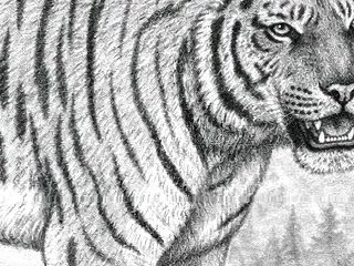 トラは「現代版の剣歯ネコ」か ＋ 骨砕き…
