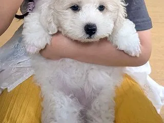 トイ・プードルの赤ちゃんがやってきました