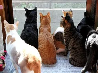 １階の５匹