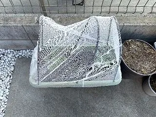 そら豆、無事定着