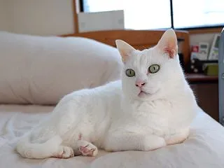 得意げデスネ