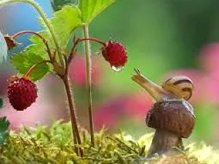 マイナンバーカードも売買「日本はサイバー…