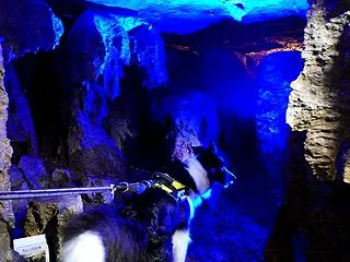 【静岡＆山梨旅1-3】わんこも入れる鍾乳…