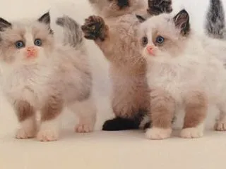 10月17日のエンジェルキャットオラクル…