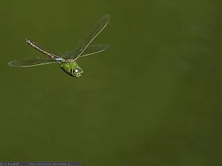 昆虫写真：ギンヤンマ飛翔◆PCデスクトッ…