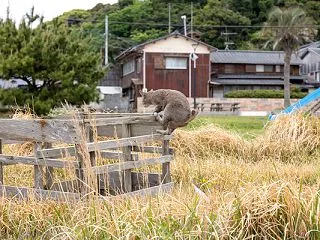 よいしょ、よいしょ。