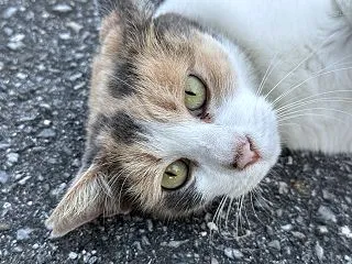本日のベストスリー１０月１６日