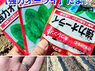 ほうれん草の種播き☆安定の【強力オーライ…