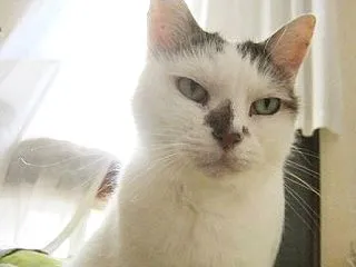 寝たふりを覚えた