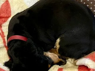 Mダックスフンド♪まるまる～_(・ω・*…
