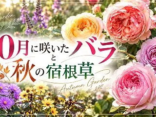 秋バラ開花ラッシュ！