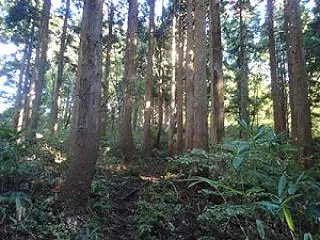 大日ヶ岳：桧峠から往復