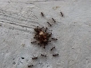 アリがカメムシを食べる？！