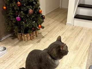 ハロウィン準備
