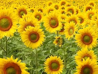 今回はひまわりを感じる音楽会(ミセスマキ…
