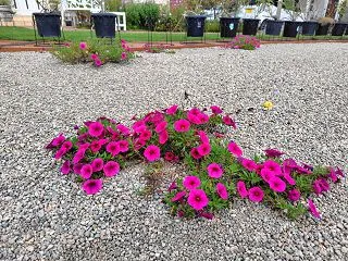 自然発芽の花は強い