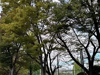 ★公園の木も紅葉しはじめました