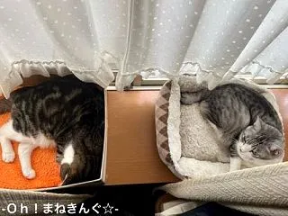 暖かそう(*^-^*)