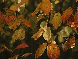 紅葉の季節に知っておきたい色づくメカニズ…