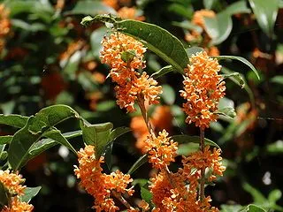 キンモクセイの花